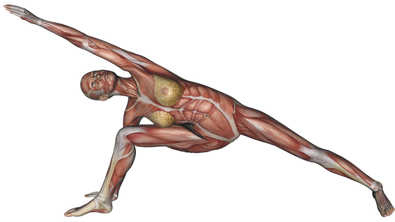 Yoga Anatomy in Action: Core & Abs – Glo | Blog