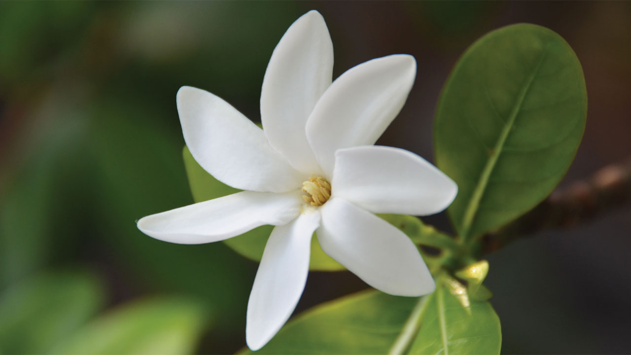 Yoga and Aromatherapy - Gardenia Oil | Om Yoga Magazine