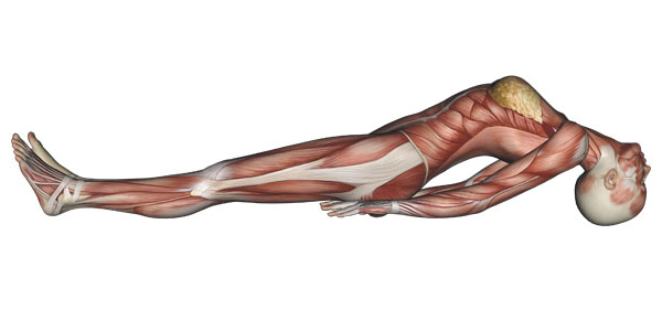 Yoga Anatomy Images & How Muscles Work — Jenni Rawlings Yoga & Movement Blog