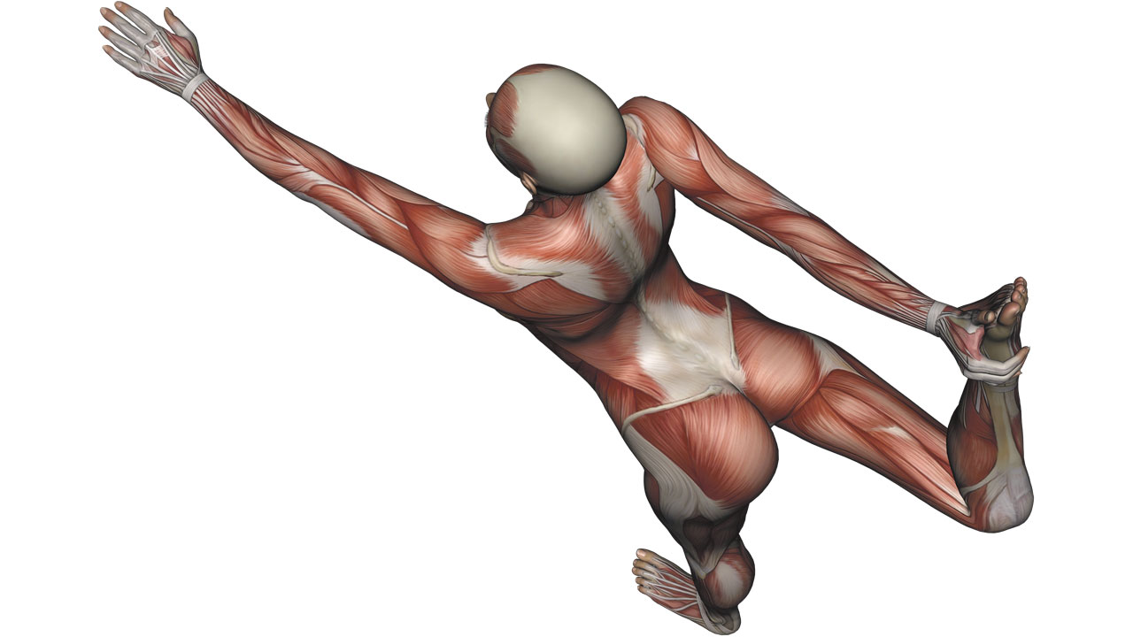 Hamstring Anatomy for Yoga
