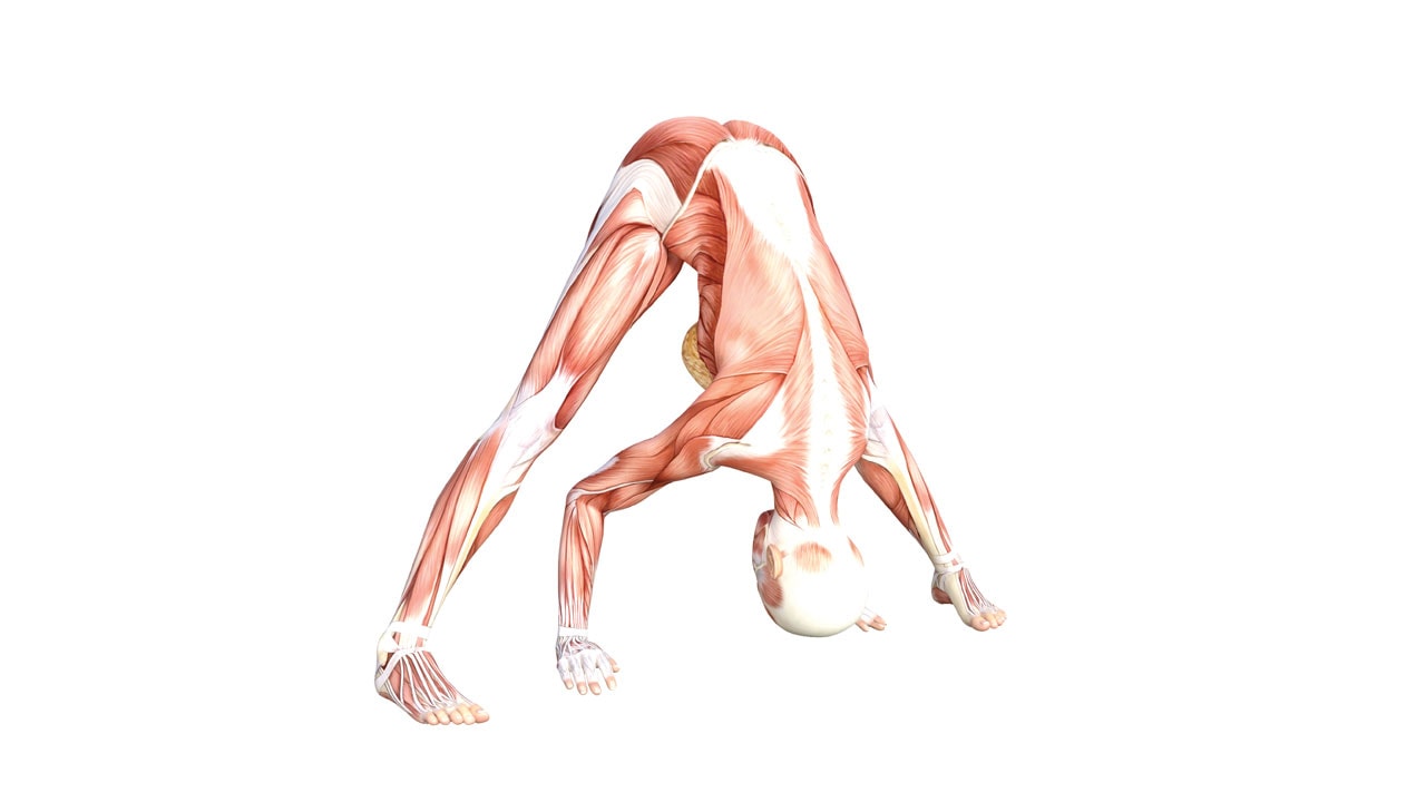 Yoga Anatomy: Wide legged Standing Forward Bend (Prasarita Padottanasana