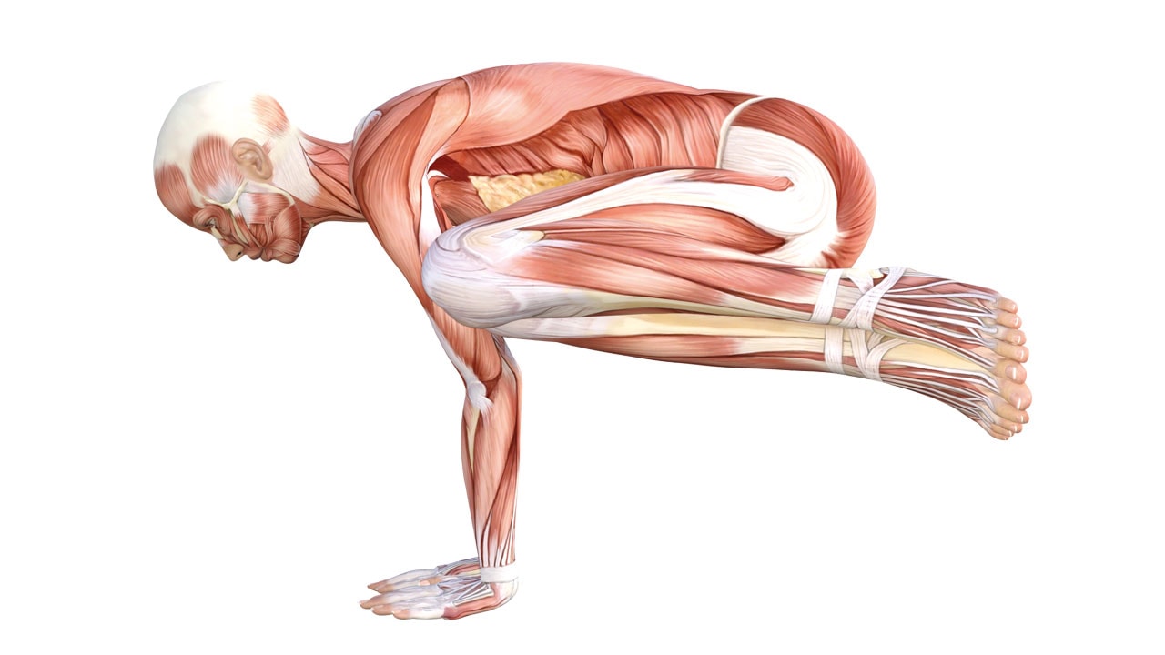 Muscles used for crow pose | Yoga muscles, Crow pose, Yoga anatomy