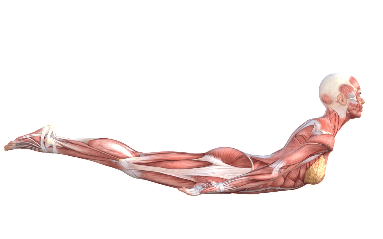 Yoga Forward Bends: Anatomy, Benefits & Tips For Safe Practice