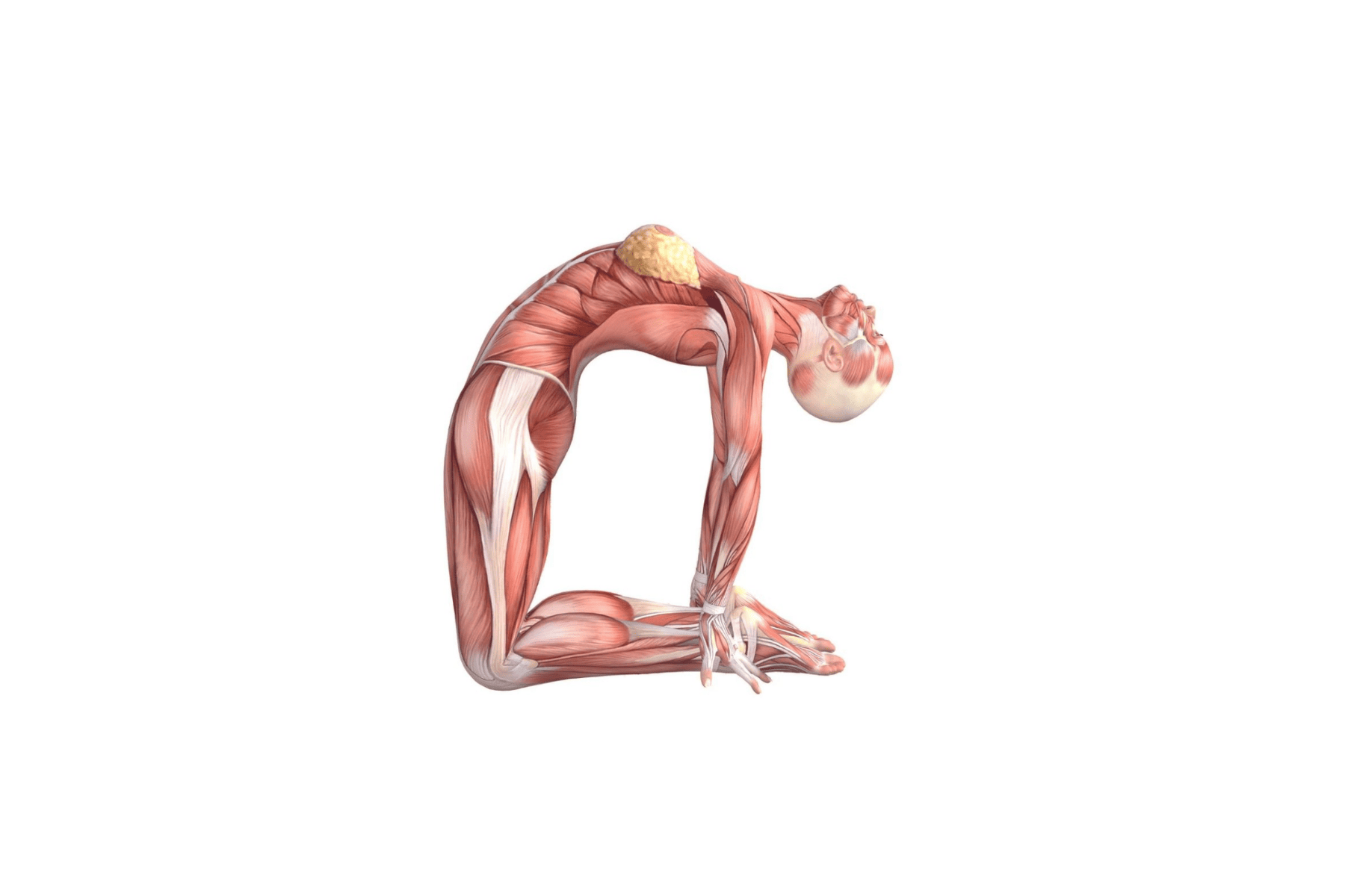Yoga Dancer Pose - Anatomical Overlays Stock Illustration - Illustration of  overlays, transparent: 20480595