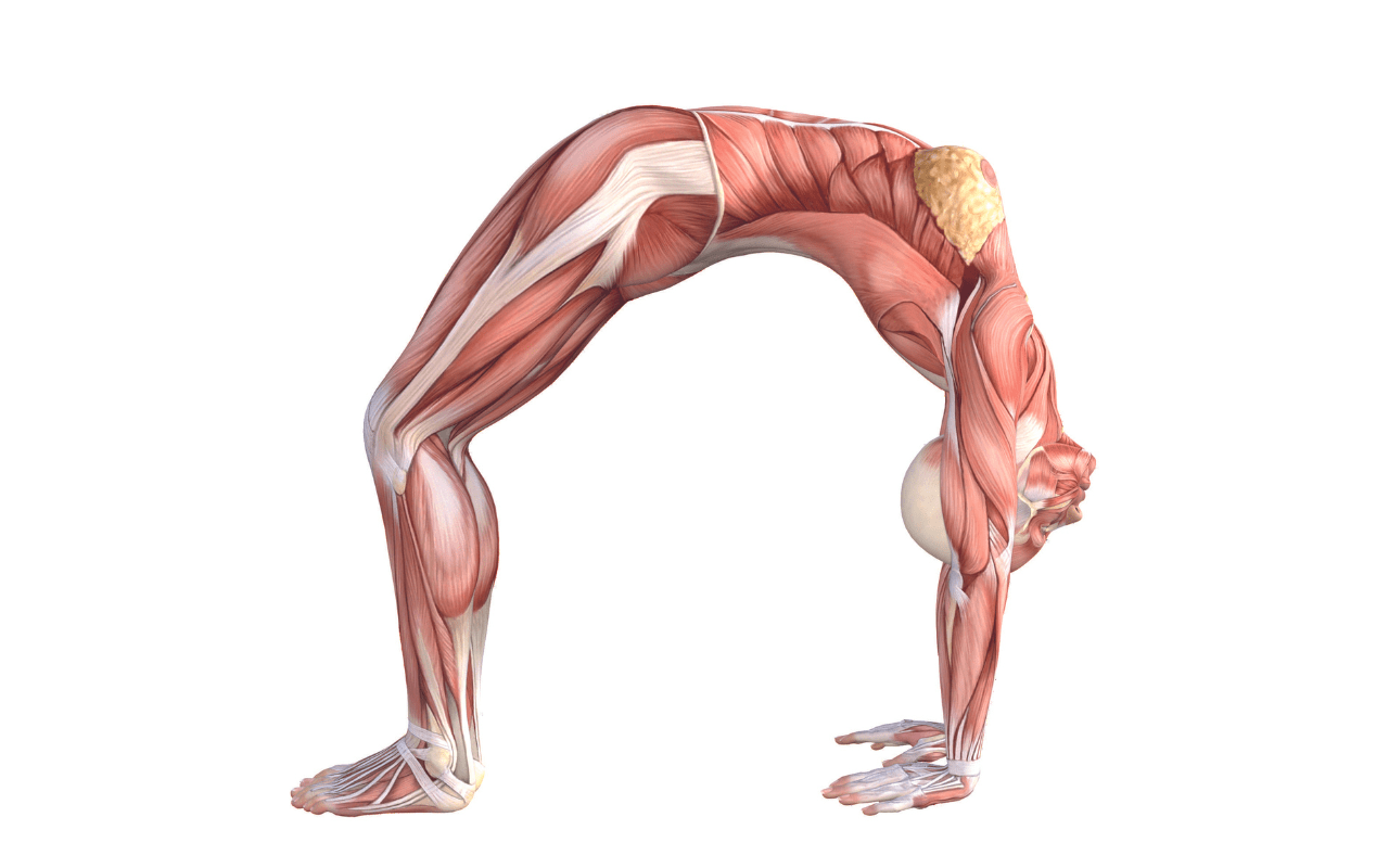 6 Anatomical Benefits of Plank Pose - YOGA PRACTICE