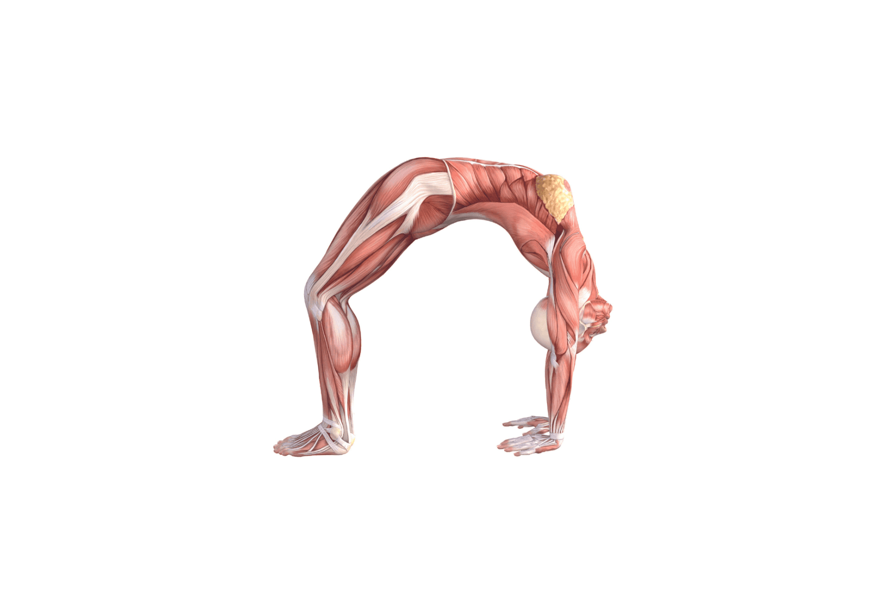 Yogasana for strengthening back muscles- Dhanurasana
