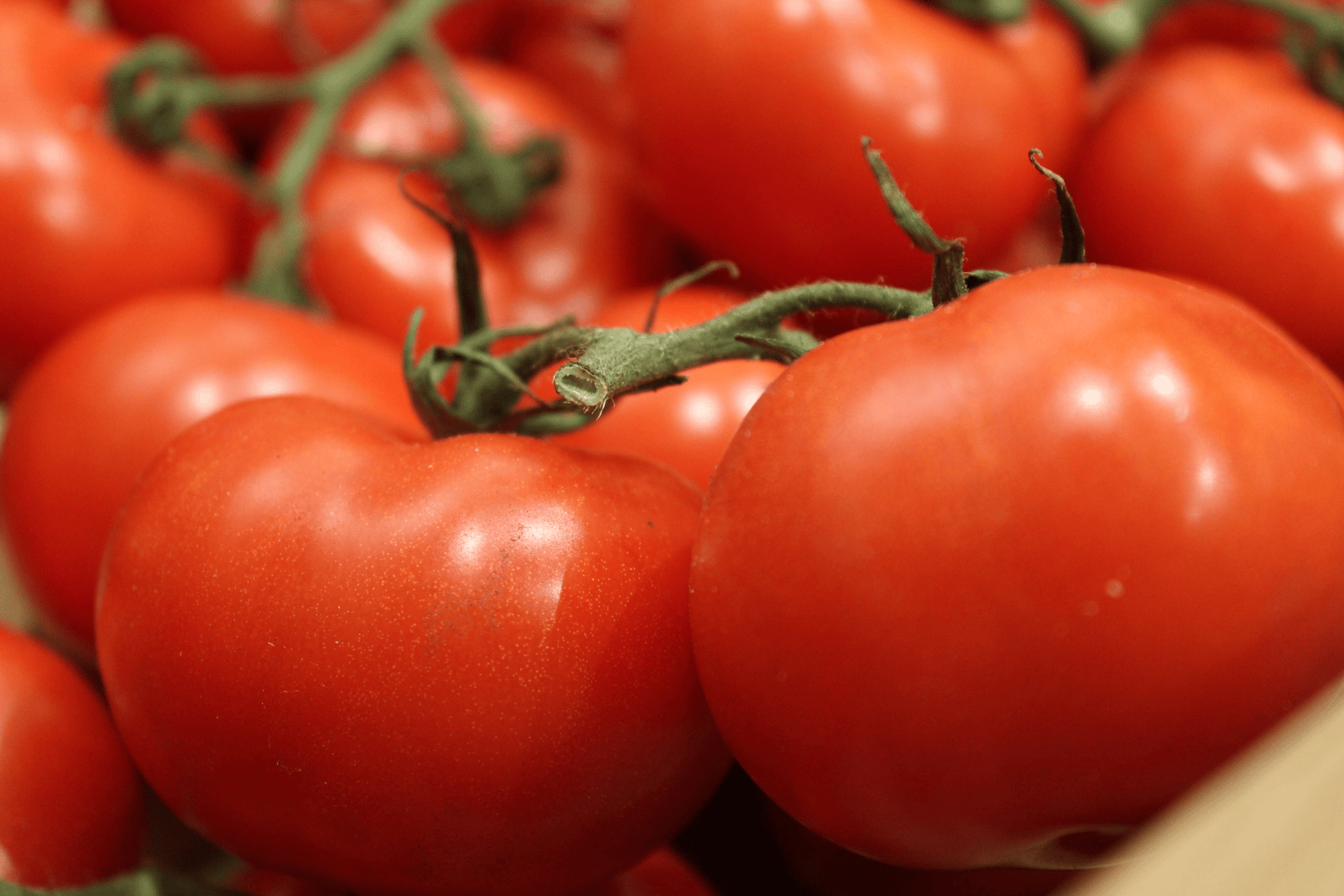 Ayurveda Hates Tomatoes … or Does It?