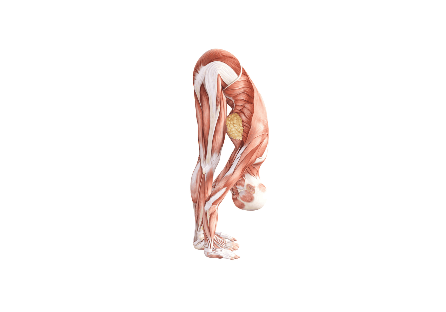 Standing Forward Bend Pose (Uttanasana)