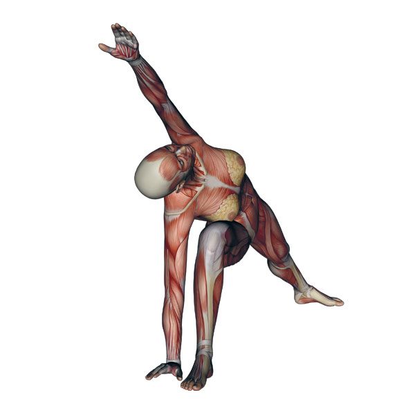 Premium Vector | Yoga pose utthita parsvakonasana extended side angle pose