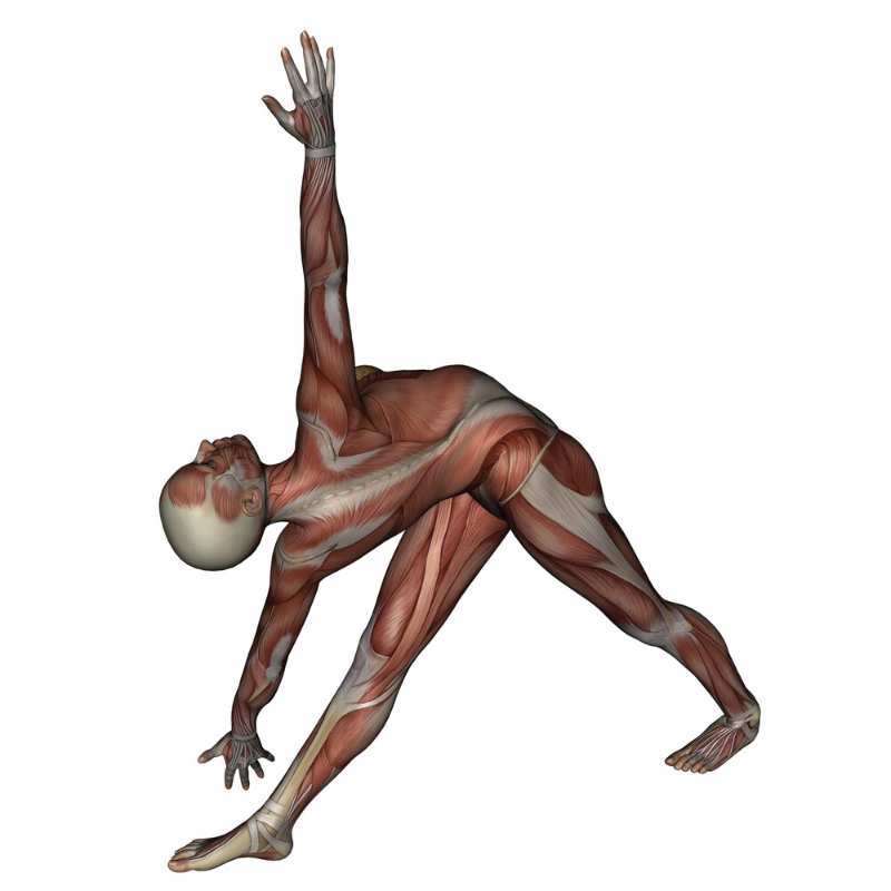 Yoga Pose: Reverse Triangle | Pocket Yoga