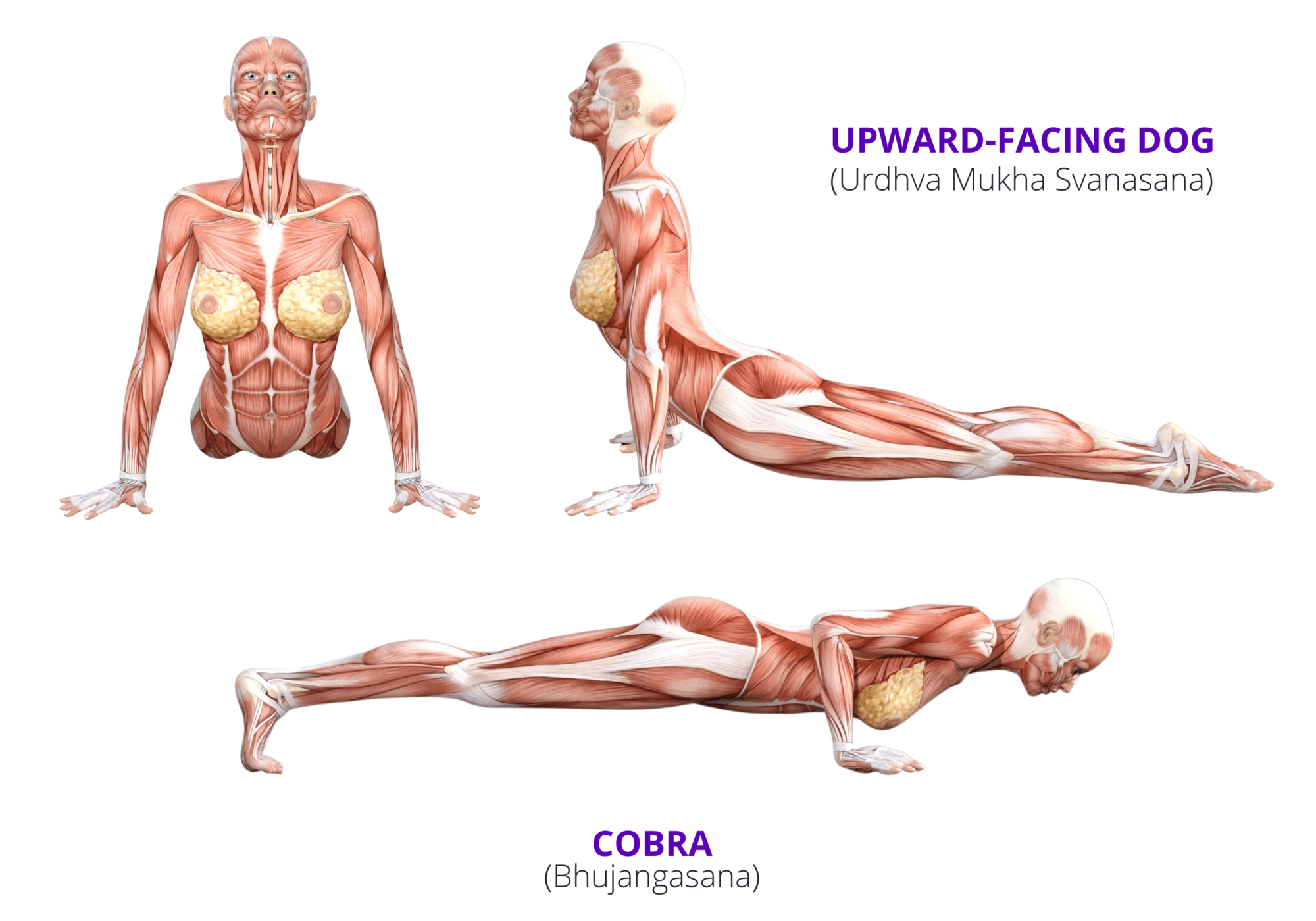 Cobra Pose: What Is the Difference Between Upward Facing Dog Yoga Pose and  Cobra?