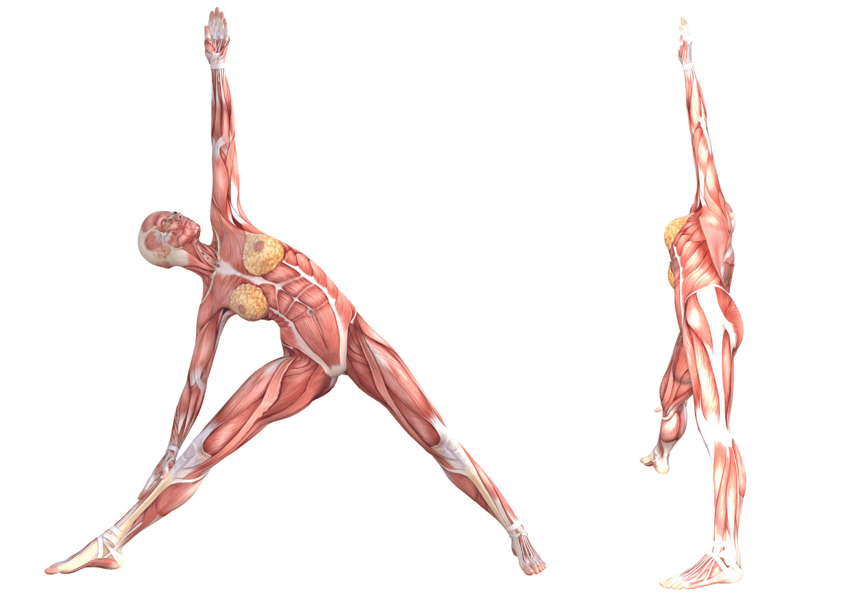HD wallpaper: triangle pose, yoga asana, fitness, exercise, healthy, sport  | Wallpaper Flare
